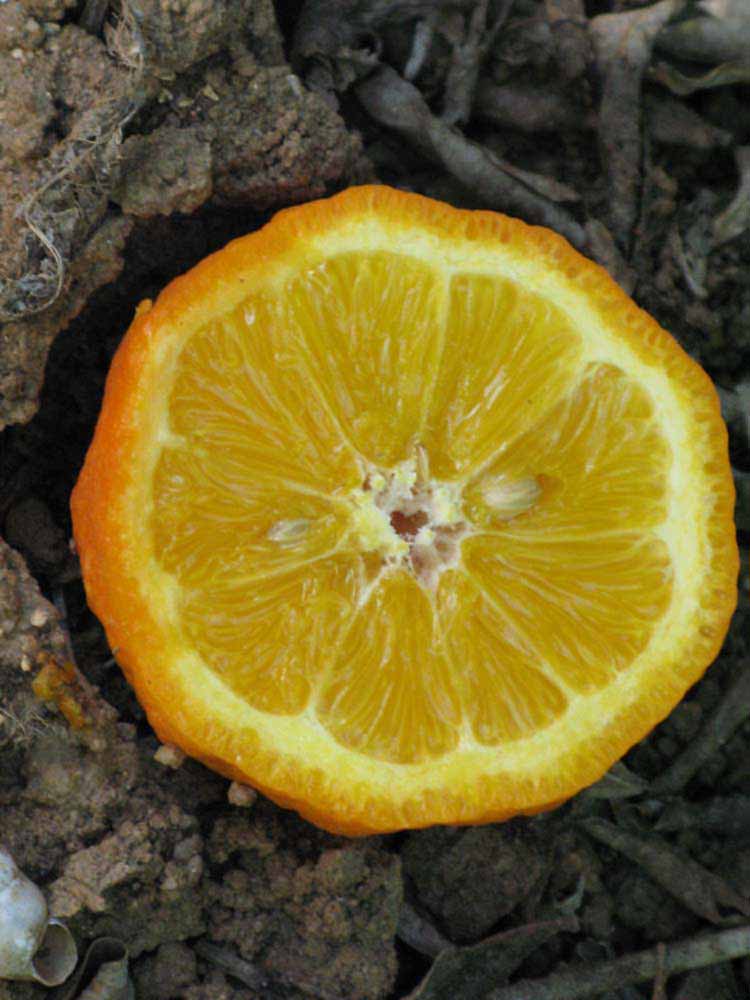            Fruit cross-section of  Citrus reticulata     var.  austera   x  Poncirus trifoliata           (Citrandarin, Riverside, CA)   